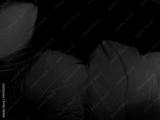 preview bw