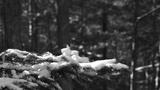 preview bw