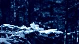 preview cold