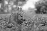 preview bw