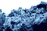 preview cold