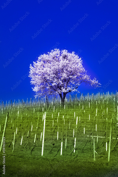 image to crop