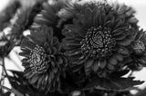 preview bw