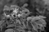 preview bw