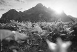 preview bw