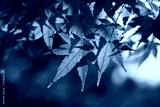 preview cold