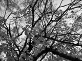 preview bw