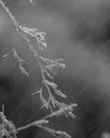preview bw