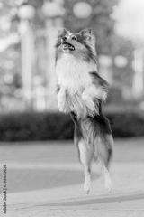 preview bw