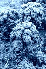 preview cold