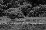 preview bw