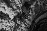 preview bw
