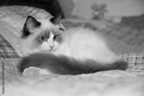 preview bw
