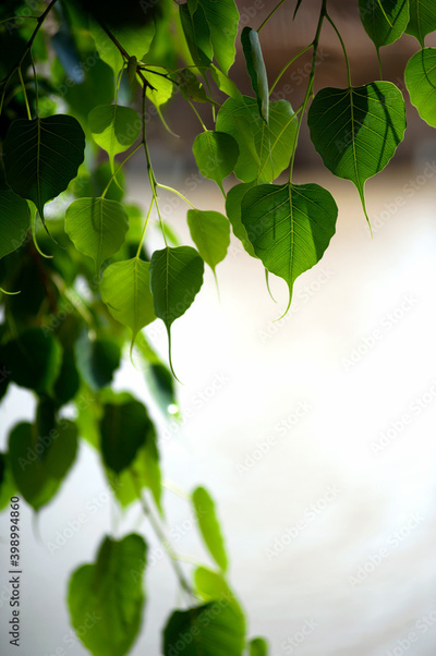 image to crop