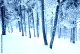 preview cold