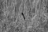 preview bw