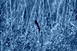 preview cold