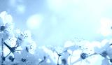 preview cold