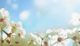 preview original
