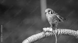 preview bw