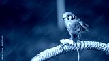 preview cold