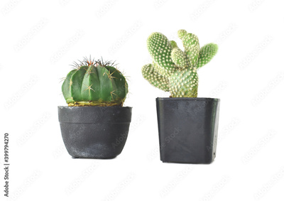 image to crop
