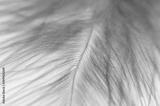 preview bw