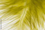 preview original