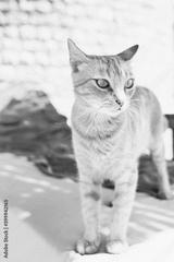 preview bw