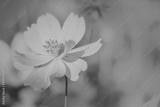 preview bw