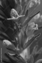 preview bw