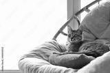preview bw