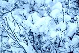 preview cold