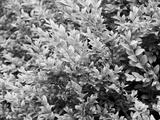 preview bw