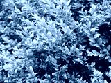 preview cold