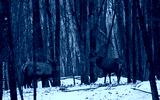 preview cold