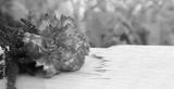 preview bw