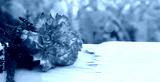 preview cold