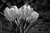preview bw