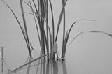 preview bw