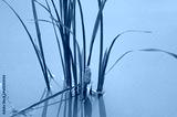 preview cold