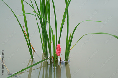 image to crop