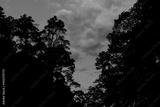 preview bw