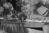 preview bw