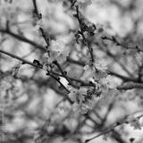 preview bw