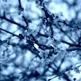preview cold