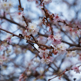 preview original