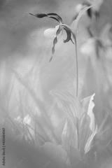 preview bw