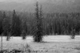 preview bw