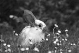 preview bw